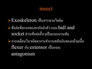 insect

 Exoskeleton       เป็ นสารพวกไคติน
 ข้อต่อข้อแรกของขากับลาตัว แบบ ball and
  socket ส่ วนข้อต่ออื่นๆเป็ นแบบบานพับ
 การเคลื่อนไหวเกิดจาการทางานสลับกันของกล้ามเนื้อ
  flexer กับ extensor เป็ นแบบ
  antagonism
 
