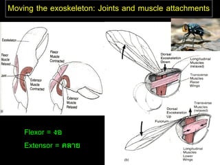 Moving the exoskeleton: Joints and muscle attachments




    Flexor = งอ
    Extensor = คลาย
 