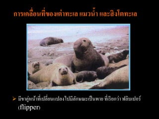 การเคลือนที่ของเต่ าทะเล แมวน้า และสิ งโตทะเล
       ่




 มีขาคู่หน้าที่เปลี่ยนแปลงไปมีลกษณะเป็ นพาย ที่เรี ยกว่า ฟลิบเปอร์
                                ั
   (flipper)
 