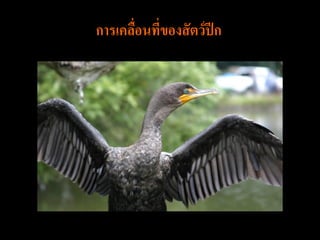 การเคลือนที่ของสั ตว์ ปีก
       ่
 