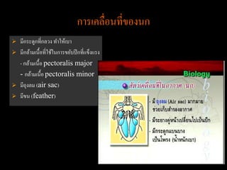 การเคลื่อนที่ของนก
 มีกระดูกที่กลวง ทาให้เบา
 มีกล้ามเนื้ อที่ใช้ในการขยับปี กที่แข็งแรง
  - กล้ามเนื้อ pectoralis major
  - กล้ามเนื้อ pectoralis minor
 มีถุงลม (air sac)
 มีขน (feather)
 