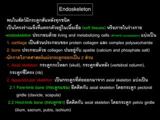 Endoskeleton
-พบในสัตว์ มีกระดูกสันหลังทุกชนิด
-เป็ นโครงร่ างแข็งที่แทรกตัวอยู่ในเนือเยื่อ (soft tissues) หรื อภายในร่ างกาย
                                      ้
-endoskeleton ประกอบด้ วย living and metabolizing cells (ต่ างจาก exoskeleton) แบ่ งเป็ น
 1. cartilage เป็ นส่ วนประกอบของ protein collagen และ complex polysaccharide
 2. bone ประกอบด้ วย collagen ปนอยู่กับ apatite (calcium and phosphate salt)
-นักกายวิภาคศาสตร์ แบ่ งกระดูกออกเป็ น 2 ส่ วน
 1. Axial skeleton: กระดูกกะโหลก (skull), กระดูกสันหลัง (vertebral column),
   กระดูกซี่โครง (rib)
 2. Appendicular skeleton: เป็ นกระดูกที่ต่อออกมาจาก axial skeleton แบ่ งเป็ น
   2.1 Fore-limb bone (กระดูกแขน) ยึดติดกับ axial skeleton โดยกระดูก pectoral
       girdle (clavicle, scapula)
  2.2 Hind-limb bone (กระดูกขา) ยึดติดกับ axial skeleton โดยกระดูก pelvic girdle
      (ilium, sacrum, pubis, ischium)
 