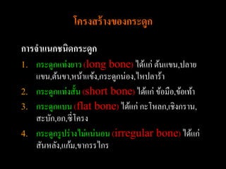 โครงสร้ างของกระดูก
การจาแนกชนิดกระดูก
1. กระดูกแท่งยาว (long bone) ได้แก่ ต้นแขน,ปลาย
   แขน,ต้นขา,หน้าแข้ง,กระดูกน่อง,ไหปลาร้า
2. กระดูกแท่งสั้น (short bone) ได้แก่ ข้อมือ,ข้อเท้า
3. กระดูกแบน (flat bone) ได้แก่ กะโหลก,เชิงกราน,
   สะบัก,อก,ซี่โครง
4. กระดูกรู ปร่ างไม่แน่นอน (irregular bone) ได้แก่
   สันหลัง,แก้ม,ขากรรไกร
 