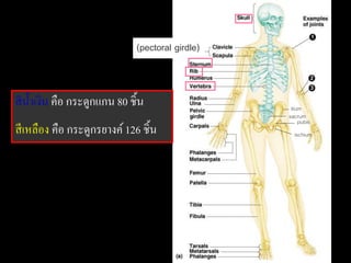 (pectoral girdle)



สี น้ าเงิน คือ กระดูกแกน 80 ชิ้น                   ilium
                                                   sacrum
                                                        pubis
สี เหลือง คือ กระดูกรยางค์ 126 ชิ้น                  ischium
 