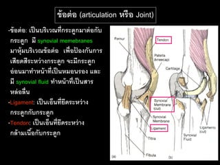 ข้ อต่ อ (articulation หรือ Joint)
-ข้ อต่ อ: เป็ นบริเวณที่กระดูกมาต่ อกับ
 กระดูก มี synovial memebranes
 มาหุ้มบริเวณข้ อต่ อ เพื่อปองกันการ
                              ้
 เสียดสีระหว่ างกระดูก จะมีกระดูก
 อ่ อนมาทาหน้ าที่เป็ นหมอนรอง และ
 มี synovial fluid ทาหน้ าที่เป็ นสาร
 หล่ อลื่น
-Ligament: เป็ นเอ็นที่ยดระหว่ าง
                          ึ
 กระดูกกับกระดูก
-Tendon: เป็ นเอ็นที่ยดระหว่ าง
                       ึ
 กล้ ามเนือกับกระดูก
            ้
 
