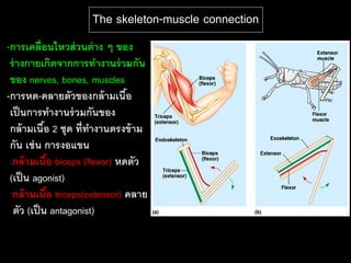 The skeleton-muscle connection
-การเคลื่ อนไหวส่ วนต่ าง ๆ ของ
 ร่ างกายเกิดจากการทางานร่ วมกัน
 ของ nerves, bones, muscles
-การหด-คลายตัวของกล้ ามเนือ    ้
 เป็ นการทางานร่ วมกันของ
 กล้ ามเนือ 2 ชุด ที่ทางานตรงข้ าม
            ้
 กัน เช่ น การงอแขน
 :กล้ ามเนือ biceps (flexor) หดตัว
              ้
 (เป็ น agonist)
 :กล้ ามเนือ triceps(extensor) คลาย
                ้
  ตัว (เป็ น antagonist)
 