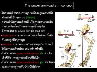 The power arm-load arm concept
-ในการเคลื่ อนของกระดูก จะมีกระดูกท่ อนหนึ่ง
 ทาหน้ าที่เป็ นจุดหมุน (falcum)
-ความเร็วในการเคลื่อนที่ หรื อความสามารถใน
 การรองรั บนาหนักของกระดูกขึนอยู่กับ
                ้                 ้
 อัตราส่ วนของ power arm ต่ อ load arm
-power arm: ระยะทางระหว่ างจุดที่กล้ ามเนือยึด
                                             ้
 กับกระดูกถึงจุดหมุน
-load arm: ระยะทางระหว่ างจุดหมุนถึงบริเวณที่
 ใช้ ในการเคลื่อนไหว เช่ น เท้ า หรื อมือ
-ถ้ าอัตราส่ วน power arm/load arm ต่า เช่ น ใน
 เสือชีต้า กระดูกจะเคลื่อนที่ได้ เร็ว
-ถ้ าอัตราส่ วน power arm/load arm สูง เช่ น ในตัว
 badger กระดูกจะรั บนาหนักได้ มาก
                         ้
 