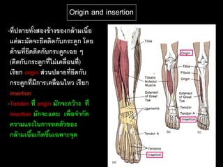 Origin and insertion
-ที่ ปลายทังสองข้ างของกล้ ามเนือ
              ้                  ้
 แต่ ละมัดจะยึดติดกับกระดูก โดย
 ด้ านที่ยดติดกับกระดูกเฉย ๆ
          ึ
 (ติดกับกระดูกที่ไม่ เคลื่อนที่)
 เรี ยก origin ส่ วนปลายที่ยดกับ
                            ึ
 กระดูกที่มีการเคลื่อนไหว เรี ยก
 insertion
-Tendon ที่ origin มักจะกว้ าง ที่
 insertion มักจะแคบ เพื่อจากัด
 ความแรงในการหดตัวของ
 กล้ ามเนือเกิดขึนเฉพาะจุด
            ้      ้
 