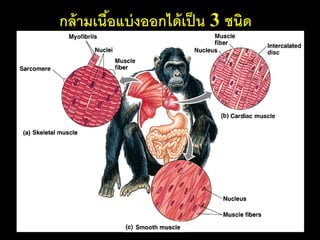 กล้ ามเนือแบ่ งออกได้ เป็ น 3 ชนิด
         ้
 