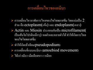 การเคลื่อนไหวของอมีบา

 การเคลื่อนไหวอาศัยการไหลของไซโทพลาสซึ ม โดยแบ่งเป็ น 2
  ส่ วน คือ ectoplasm(แข็ง) และ endoplasm(เหลว)
 Actin และ Miosin ประกอบกันเป็ น microfilament(
  เป็ นเส้นใยโปรตีนเล็กๆ) หดตัวและคลายตัวได้ ทาให้เกิดการไหล
  ของไซโทพลาสซึม
 ทาให้เกิดเท้าเทียม(pseudopodium)
 การเคลื่อนที่แบบอะมีบา (amoebiod movement)
 ได้แก่ อมีบา เม็ดเลือดขาว ราเมือก
 