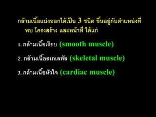 กล้ ามเนือแบ่ งออกได้ เป็ น 3 ชนิด ขึนอยู่กับตาแหน่ งที่
         ้                            ้
    พบ โครงสร้ าง และหน้ าที่ ได้ แก่
1. กล้ ามเนือเรียบ (smooth muscle)
            ้
2. กล้ ามเนือสเกเลทัล (skeletal muscle)
            ้
3. กล้ ามเนือหัวใจ (cardiac muscle)
            ้
 