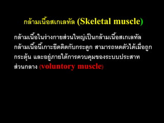 กล้ ามเนือสเกเลทัล (Skeletal muscle)
            ้
กล้ ามเนือในร่ างกายส่ วนใหญ่ เป็ นกล้ ามเนือสเกเลทัล
         ้                                  ้
กล้ ามเนือนีเ้ กาะยึดติดกับกระดูก สามารถหดตัวได้ เมื่อถูก
           ้
กระตุ้น และอยู่ภายใต้ การควบคุมของระบบประสาท
ส่ วนกลาง (voluntory muscle)
 