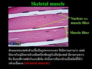 Skeletal muscle

                                                         Nucleus ของ
                                                         muscle fiber

                                                        Muscle fiber



ลักษณะของเซลล์ กล้ ามเนือเป็ นรู ปทรงกระบอก ซึ่งมีความยาวมาก เซลล์
                        ้
มีขนาดใหญ่ มีหลายนิวเคลียสเรี ยงชิดอยู่กับเยื่อหุ้มเซลล์ มีลายตามขวาง
คือ มีแถบสีจางสลับกับแถบสีเข้ ม ดังนันอาจเรี ยกกล้ ามเนือชนิดนีได้ ว่า
                                     ้                    ้     ้
กล้ ามเนือลาย (striated muscle)
         ้
 