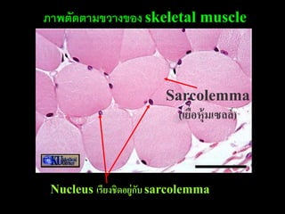 ภาพตัดตามขวางของ skeletal muscle



                        Sarcolemma
                          (เยือหุ้มเซลล์ )
                              ่



 Nucleus เรียงชิดอยู่กบ sarcolemma
                      ั
 
