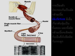 การเรียงตัว
ประกอบกันเป็ นมัด
กล้ ามเนือ ้
skeleton มีเยื่อ
เกี่ยวพันหุ้มเป็ น
ขันตอน และทังมัด
  ้              ้
กล้ ามเนือจะติดต่ อ
         ้
กับเอ็นซึ่งไปยึดติด
กับกระดูก
 