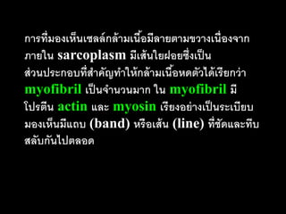 การที่มองเห็นเซลล์ กล้ ามเนือมีลายตามขวางเนื่องจาก
                            ้
ภายใน sarcoplasm มีเส้ นใยฝอยซึ่งเป็ น
ส่ วนประกอบที่สาคัญทาให้ กล้ ามเนือหดตัวได้ เรียกว่ า
                                  ้
myofibril เป็ นจานวนมาก ใน myofibril มี
โปรตีน actin และ myosin เรียงอย่ างเป็ นระเบียบ
มองเห็นมีแถบ (band) หรือเส้ น (line) ที่ชัดและทึบ
สลับกันไปตลอด
 