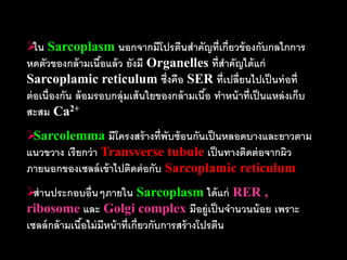  Sarcoplasm นอกจากมีโปรตีนสาคัญที่เกี่ยวข้ องกับกลไกการ
   ใน
หดตัวของกล้ ามเนือแล้ ว ยังมี Organelles ที่สาคัญได้ แก่
                    ้
Sarcoplamic reticulum ซึ่งคือ SER ที่เปลี่ยนไปเป็ นท่ อที่
ต่ อเนื่องกัน ล้ อมรอบกลุ่มเส้ นใยของกล้ ามเนือ ทาหน้ าที่เป็ นแหล่ งเก็บ
                                              ้
สะสม Ca2+
Sarcolemma มีโครงสร้ างที่พับซ้ อนกันเป็ นหลอดบางและยาวตาม
แนวขวาง เรี ยกว่ า Transverse tubule เป็ นทางติดต่ อจากผิว
ภายนอกของเซลล์ เข้ าไปติดต่ อกับ Sarcoplamic reticulum
 านประกอบอื่นๆภายใน Sarcoplasm ได้ แก่ RER ,
  ส่
ribosome และ Golgi complex มีอยู่เป็ นจานวนน้ อย เพราะ
เซลล์ กล้ ามเนือไม่ มีหน้ าที่เกี่ยวกับการสร้ างโปรตีน
               ้
 