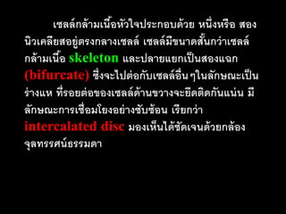 เซลล์ กล้ ามเนือหัวใจประกอบด้ วย หนึ่งหรือ สอง
                      ้
นิวเคลียสอยู่ตรงกลางเซลล์ เซลล์ มีขนาดสันกว่ าเซลล์
                                           ้
กล้ ามเนือ skeleton และปลายแยกเป็ นสองแฉก
         ้
(bifurcate) ซึ่งจะไปต่ อกับเซลล์ อ่ นๆในลักษณะเป็ น
                                    ื
ร่ างแห ที่รอยต่ อของเซลล์ ด้านขวางจะยึดติดกันแน่ น มี
ลักษณะการเชื่อมโยงอย่ างซับซ้ อน เรียกว่ า
intercalated disc มองเห็นได้ ชัดเจนด้ วยกล้ อง
จุลทรรศน์ ธรรมดา
 