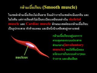 กล้ ามเนือเรียบ (Smooth muscle)
                   ้
ในเซลล์ กล้ ามเนือเรี ยบไม่ เห็นลาย ถึงแม้ ว่าภายในเซลล์ จะมีแอกทิน และ
                 ้
ไมโอซิน แต่ การเรี ยงตัวไม่ เป็ นระเบียบเหมือนอย่ างใน skeletal
muscle และ Cardiac muscle ลักษณะเซลล์ ของกล้ ามเนือเรี ยบ        ้
เป็ นรู ปกระสวย หัวท้ ายแหลม และมีหนึ่งนิวเคลียสอยู่กลางเซลล์
                                       กล้ ามเนือเรี ยบอยู่นอกการ
                                                ้
                                       ควบคุมของระบบประสาท
                                       ส่ วนกลาง(involuntory
                                       muscle) พบได้ ท่ ีผนังของ
                                       อวัยวะภายในระบบต่ างๆของ
      nucleus                          ร่ างกาย และเส้ นเลือด
 