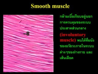 Smooth muscle
         กล้ ามเนือเรี ยบอยู่นอก
                  ้
         การควบคุมของระบบ
         ประสาทส่ วนกลาง
         (involuntory
         muscle) พบได้ ท่ ผนังี
         ของอวัยวะภายในระบบ
         ต่ างๆของร่ างกาย และ
         เส้ นเลือด
 