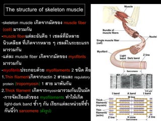 The structure of skeleton muscle
-skeleton muscle เกิดจากมัดของ muscle fiber
 (cell) มารวมกัน
-muscle fiberแต่ ละอันคือ 1 เซลล์ ท่ ีมีหลาย
 นิวเคลียส ที่เกิดจากหลาย ๆ เซลล์ ในระยะแรก
 มารวมกัน
-แต่ ละ muscle fiber เกิดจากมัดของ myofibrils
 มารวมกัน
-myofibrilsประกอบด้ วย myofilaments 2 ชนิด คือ
1.Thin filamentเกิดจากactin 2 สายและ regulatory
 protein (tropomyosin) 1 สาย มาพันกัน
2.Thick filament เกิดจากmyosinมารวมกันเป็ นมัด
 -การจัดเรี ยงตัวของ myofilaments ทาให้ เกิด
  light-dark band ซาๆ กัน เรี ยกแต่ ละหน่ วยที่ซา
                    ้                           ้
  กันนีว่า sarcomere (ดังรูป)
        ้
 