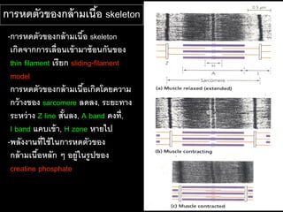 การหดตัวของกล้ ามเนือ skeleton
                    ้
 -การหดตัวของกล้ ามเนือ skeleton
                            ้
  เกิดจากการเลื่อนเข้ ามาซ้ อนกันของ
  thin filament เรี ยก sliding-filament
  model
 -การหดตัวของกล้ ามเนือเกิดโดยความ
                              ้
  กว้ างของ sarcomere ลดลง, ระยะทาง
  ระหว่ าง Z line สันลง, A band คงที่,
                     ้
  I band แคบเข้ า, H zone หายไป
 -พลังงานที่ใช้ ในการหดตัวของ
  กล้ ามเนือหลัก ๆ อยู่ในรู ปของ
            ้
  creatine phosphate
 