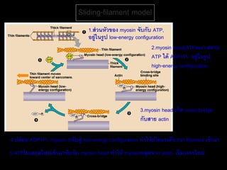 Sliding-filament model
                                   1.ส่ วนหัวของ myosin จับกับ ATP,
                                   อยู่ในรูป low-energy configuration
                                                               2.myosin head(ATPase) สลาย
                                                               ATP ได้ ADP+Pi, อยู่ในรู ป
                                                               high-energy configuration




                                                           3.myosin head เกิด cross-bridge
                                                           กับสาย actin

4.ปล่ อย ADP+Pi, myosin กลับสู่ low-energy configuration ทาให้ เกิดแรงดึง thin filament เข้ ามา
5.ATPโมเลกุลใหม่ เข้ ามาจับกับ myosin head ทาให้ myosinหลุดจาก actin, เริ่มวงจรใหม่
 