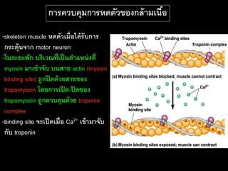 การควบคุมการหดตัวของกล้ ามเนือ
                                               ้

-skeleton muscle หดตัวเมื่อได้ รับการ
 กระตุ้นจาก motor neuron
-ในระยะพัก บริเวณที่เป็ นตาแหน่ งที่
 myosin มาเข้ าจับ บนสาย actin (myosin
 binding site) ถูกปิ ดด้ วยสายของ
 tropomyosin โดยการเปิ ด-ปิ ดของ
 tropomyosin ถูกควบคุมด้ วย troponin
 complex
-binding site จะเปิ ดเมื่อ Ca2+ เข้ ามาจับ
 กับ troponin
 