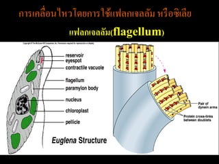 การเคลื่อนไหวโดยการใช้แฟลกเจลลัม หรื อซิเลีย
            แฟลกเจลลัม(flagellum)
 