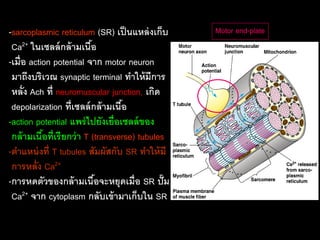 -sarcoplasmic reticulum (SR) เป็ นแหล่ งเก็บ      Motor end-plate
 Ca2+ ในเซลล์ กล้ ามเนือ   ้
-เมื่ อ action potential จาก motor neuron
 มาถึงบริเวณ synaptic terminal ทาให้ มีการ
 หลั่ง Ach ที่ neuromuscular junction, เกิด
 depolarization ที่เซลล์ กล้ ามเนือ้
-action potential แพร่ ไปยังเยื่อเซลล์ ของ
 กล้ ามเนือที่เรี ยกว่ า T (transverse) tubules
            ้
-ตาแหน่ งที่ T tubules สัมผัสกับ SR ทาให้ มี
 การหลั่ง Ca2+
-การหดตัวของกล้ ามเนือจะหยุดเมื่อ SR ปั๊ ม
                             ้
 Ca2+ จาก cytoplasm กลับเข้ ามาเก็บใน SR
 