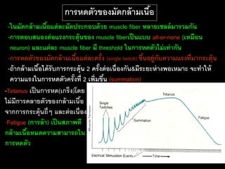 การหดตัวของมัดกล้ ามเนือ
                                              ้
 -ในมัดกล้ ามเนือแต่ ละมัดประกอบด้ วย muscle fiber หลายเซลล์ มารวมกัน
                  ้
 -การตอบสนองต่ อแรงกระตุ้นของ muscle fiberเป็ นแบบ all-or-none (เหมือน
  neuron) และแต่ ละ muscle fiber มี threshold ในการหดตัวไม่ เท่ ากัน
 -การหดตัวของมัดกล้ ามเนือแต่ ละครั ง (single twitch) ขึนอยู่กับความแรงที่มากระตุ้น
                              ้           ้               ้
 -ถ้ ากล้ ามเนือได้ รับการกระตุ้น 2 ครั งต่ อเนื่องกัน&มีระยะห่ างพอเหมาะ จะทาให้
               ้                        ้
  ความแรงในการหดตัวครั งที่ 2 เพิ่มขึน (summation)
                            ้               ้
-Tetanus เป็ นการหด(เกร็ง)โดย
ไม่ มีการคลายตัวของกล้ ามเนือ   ้
จากการกระตุ้นถี่ๆ และต่ อเนื่อง
-Fatigue (การล้ า) เป็ นสภาพที
กล้ ามเนือหมดความสามารถใน
           ้
การหดตัว
 