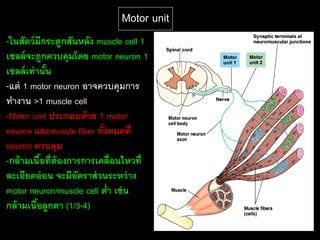 Motor unit
-ในสัตว์ มีกระดูกสันหลัง muscle cell 1
เซลล์ จะถูกควบคุมโดย motor neuron 1
เซลล์ เท่ านัน ้
-แต่ 1 motor neuron อาจควบคุมการ
ทางาน >1 muscle cell
-Motor unit ประกอบด้ วย 1 motor
neuron และmuscle fiber ทังหมดที่
                          ้
neuron ควบคุม
-กล้ ามเนือที่ต้องการการเคลื่อนไหวที่
             ้
ละเอียดอ่ อน จะมีอัตราส่ วนระหว่ าง
motor neuron/muscle cell ต่า เช่ น
กล้ ามเนือลูกตา (1/3-4)
           ้
 