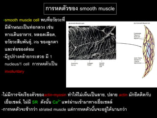 การหดตัวของ smooth muscle
 -smooth muscle cell พบที่อวัยวะที่
  มีลักษณะเป็ นท่ อกลวง เช่ น
  ทางเดินอาหาร, หลอดเลือด,
  อวัยวะสืบพันธุ์, iris ของลูกตา
  และท่ อของต่ อม
 -มีรูปร่ างคล้ ายกระสวย มี 1
  nucleus/1 cell การหดตัวเป็ น
  involuntary


-ไม่ มีการจัดเรี ยงตัวของactin-myosin ทาให้ ไม่ เห็นเป็ นลาย, ปลาย actin มักยึดติดกับ
  เยื่อเซลล์ , ไม่ มี SR ดังนัน Ca2+ แพร่ ผ่านเข้ ามาทางเยื่อเซลล์
                              ้
-การหดตัวจะช้ ากว่ า striated muscle แต่ การหดตัวนันจะอยู่ได้ นานกว่ า
                                                        ้
 
