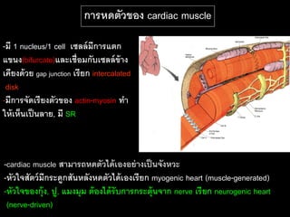 การหดตัวของ cardiac muscle

-มี 1 nucleus/1 cell เซลล์ มีการแตก
แขนง(bifurcate)และเชื่อมกับเซลล์ ข้าง
เคียงด้ วย gap junction เรี ยก intercalated
 disk
-มีการจัดเรี ยงตัวของ actin-myosin ทา
ให้ เห็นเป็ นลาย, มี SR



-cardiac muscle สามารถหดตัวได้ เองอย่ างเป็ นจังหวะ
-หัวใจสัตว์ มีกระดูกสันหลังหดตัวได้ เองเรี ยก myogenic heart (muscle-generated)
-หัวใจของกุ้ง, ปู, แมงมุม ต้ องได้ รับการกระตุ้นจาก nerve เรี ยก neurogenic heart
 (nerve-driven)
 
