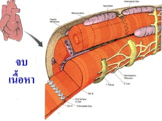 จบ
เนือหา
   ้
 