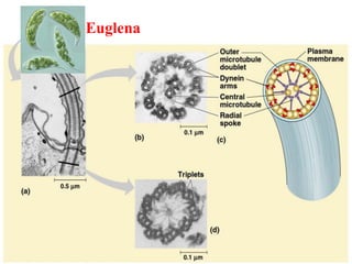 Euglena
 