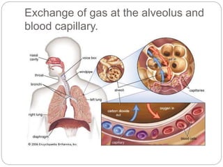Exchange of gas at the alveolus and
blood capillary.
 