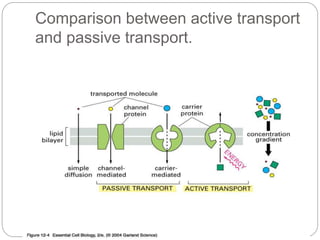 Comparison between active transport
and passive transport.
 