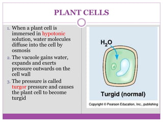PLANT CELLS
1. When a plant cell is
immersed in hypotonic
solution, water molecules
diffuse into the cell by
osmosis
2. The vacuole gains water,
expands and exerts
pressure outwards on the
cell wall
3. The pressure is called
turgor pressure and causes
the plant cell to become
turgid
 