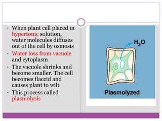 • When plant cell placed in
hypertonic solution,
water molecules diffuses
out of the cell by osmosis
• Water loss from vacuole
and cytoplasm
• The vacuole shrinks and
become smaller. The cell
becomes flaccid and
causes plant to wilt
• This process called
plasmolysis
 