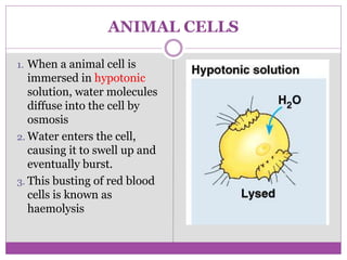 ANIMAL CELLS
1. When a animal cell is
immersed in hypotonic
solution, water molecules
diffuse into the cell by
osmosis
2. Water enters the cell,
causing it to swell up and
eventually burst.
3. This busting of red blood
cells is known as
haemolysis
 