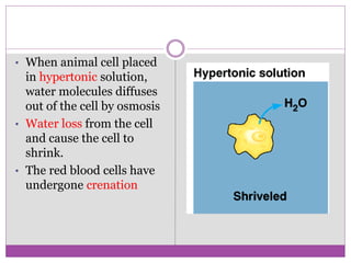 • When animal cell placed
in hypertonic solution,
water molecules diffuses
out of the cell by osmosis
• Water loss from the cell
and cause the cell to
shrink.
• The red blood cells have
undergone crenation
 