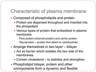 Characteristic of plasma membrane
 Composed of phospholipids and protein
 Protein are dispersed throughout and inserted into
the phospolipid
 Various types of protein that embedded in plasma
membrane
 Pore protein (channel protein) and carrier protein
 Glycoprotein – protein that attach to carbohydrate
 Arrange themselves in two layer – bilayer
 Act as barrier which isolates the two side of the
membranes.
 Contain cholesterol – to stabilize and strengthen
 Phospholipid bilayer, protein and other
comnponents form a dynamic and flexible
 
