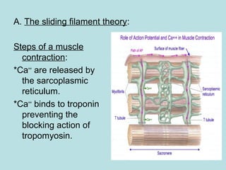 A. The sliding filament theory:
Steps of a muscle
contraction:
*Ca++
are released by
the sarcoplasmic
reticulum.
*Ca++
binds to troponin
preventing the
blocking action of
tropomyosin.
 