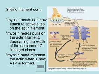 Sliding filament cont.
*myosin heads can now
attach to active sites
on the actin filament.
*myosin heads pulls on
the actin filament,
decreasing the width
of the sarcomere Z-
lines get closer.
*myosin head releases
the actin when a new
ATP is formed.
 