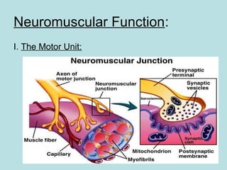 Neuromuscular Function:
I. The Motor Unit:
 