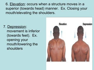 6. Elevation: occurs when a structure moves in a
superior (towards head) manner. Ex. Closing your
mouth/elevating the shoulders.
7. Depression:
movement is inferior
(towards feet). Ex.
opening your
mouth/lowering the
shoulders
 