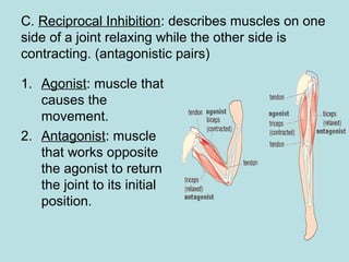 C. Reciprocal Inhibition: describes muscles on one
side of a joint relaxing while the other side is
contracting. (antagonistic pairs)
1. Agonist: muscle that
causes the
movement.
2. Antagonist: muscle
that works opposite
the agonist to return
the joint to its initial
position.
 