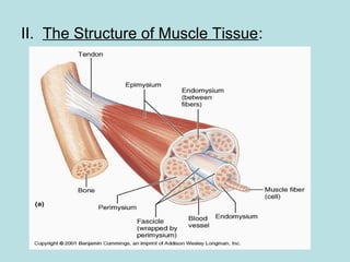 II. The Structure of Muscle Tissue:
 