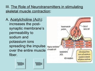 III. The Role of Neurotransmitters in stimulating
skeletal muscle contraction:
A. Acetylcholine (Ach):
increases the post-
synaptic membrane’s
permeability to
sodium and
potassium ions
spreading the impulse
over the entire muscle
fiber.
 